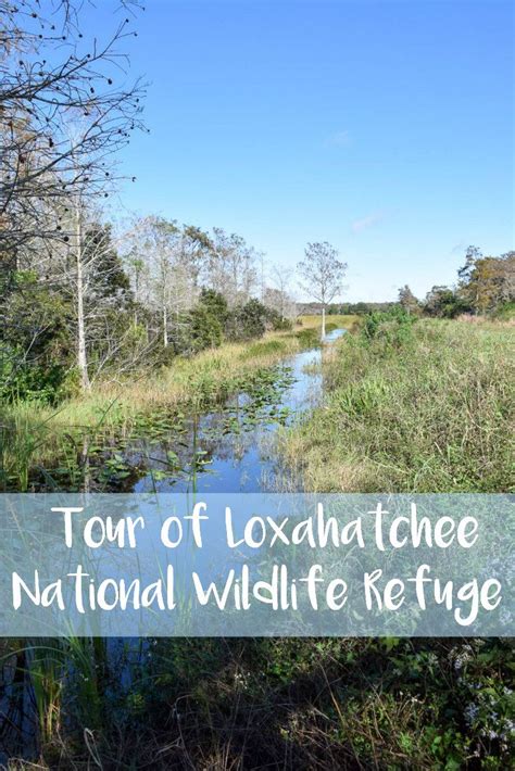 Tour of Loxahatchee National Wildlife Refuge | National wildlife refuge ...