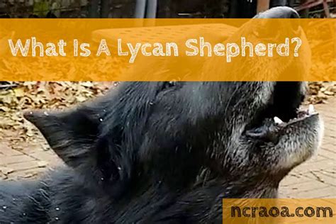 What Is A Lycan Shepherd? | National Canine Research Association Of America