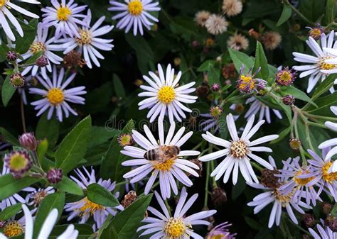 Hairy White Oldfield Aster Symphyotrichum Pilosum Flowers Growing In