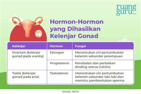 Macam Macam Kelenjar Endokrin Dan Hormon Yang Dihasilkan Biologi Kelas 11