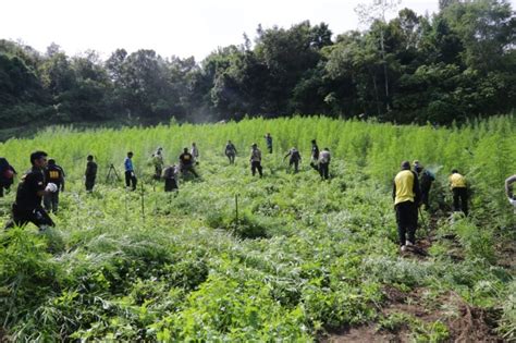 BNN Musnahkan 200 Ribu Batang Ganja Di Aceh Besar Pikiran Merdeka