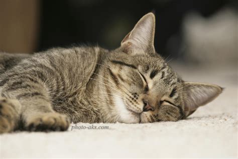 گربه خواب آلود sleepy cat