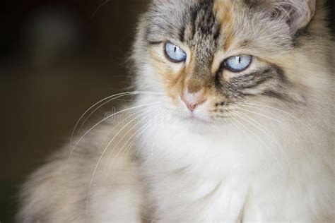 Blue Eyed Turkish Angora Cat Stock Photo - Image of stripes, dark: 118895372