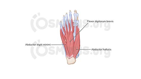 Anatomy Of The Foot Osmosis