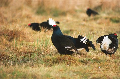 Wildlife - Moorland Association