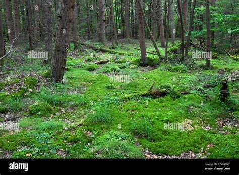 A Moist Area In An Eastern Hemlock Forest With Sphagnum Moss Sedges