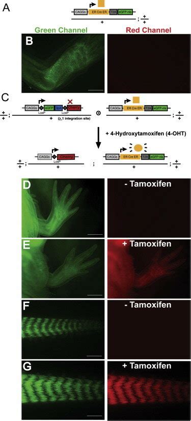 Tight Temporal Control Of Cre Loxp Mediated Gene Expression Using The