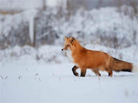 7 Places Foxes Go in the Winter (And When They Return) - Pest Pointers