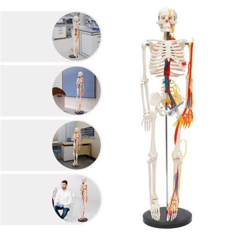 MODELO 34 ESQUELETO Anatómico Anatomía Humana Soporte Médico Para