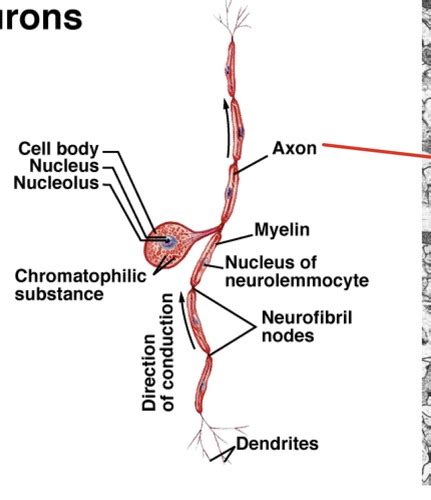 Nervous System Neurons And Tissues Flashcards Quizlet