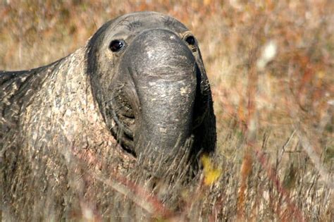 Elephant Seal A Z Animals