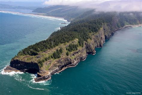 Cape Lookout Audubon Society Of Lincoln City