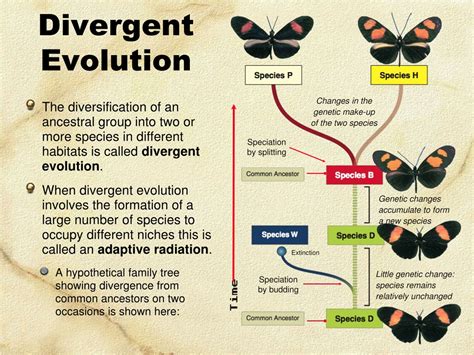 Genetic Mapping Will Redefine What Is Convergent And Divergent Evolution - RYZE Superfoods