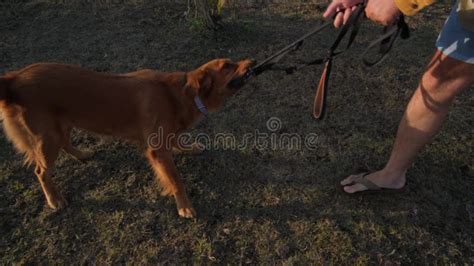 Un Hombre Camina Con Un Perro Recuperador De Oro En El Atardecer