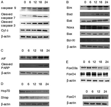 Anacardic Acid Induces Mitochondrial Mediated Apoptosis In The A549