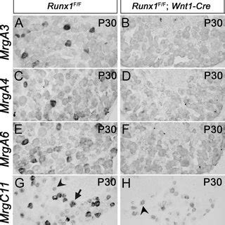 Compartmental Expression Of Mrg Genes Ae Double Color In Situ