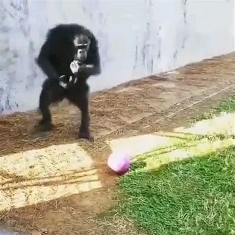 Monkey ball : r/Unexpected