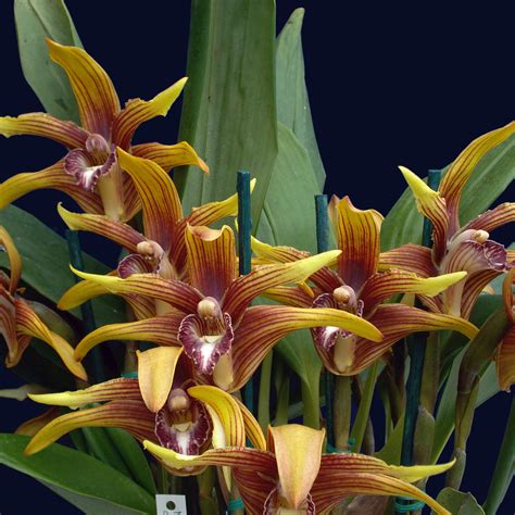 Maxillaria Striata Ecuagenera