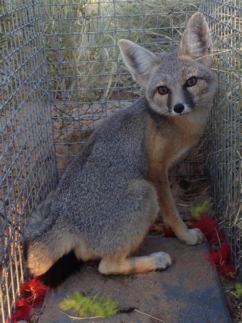 Kit Fox habitat - Predator Hunting and Trapping - CouesWhitetail.com ...