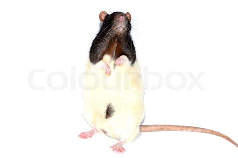 Lab rat standing on hind legs | Stock Photo | Colourbox