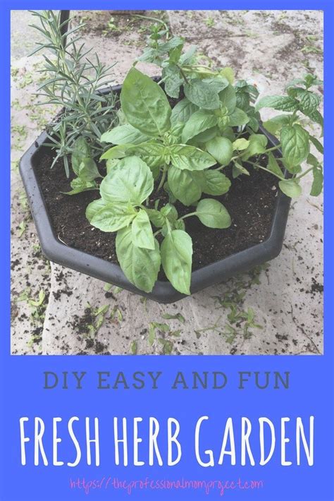 How To Plant A Simple Herb Garden For Beginners Plantas