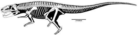 Postosuchus skeleton