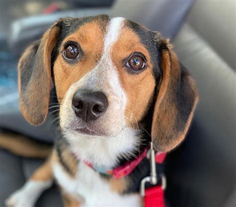 beagle mixed breeds list  beagle mix breed dogs petpress