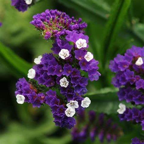 Limonium Sinuata Statice Purple Attraction Seeds X Ole Lantana S