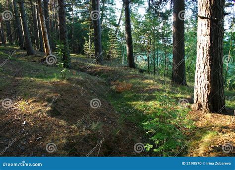 Sunrise In A Wood Picture Image 2190570