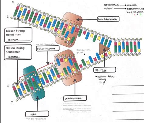 Dna Replikation Karteikarten Quizlet