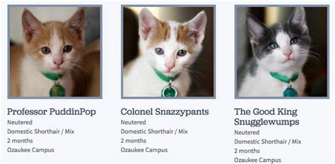 Someone At The Wisconsin Humane Society Is Really Good At Naming Cats