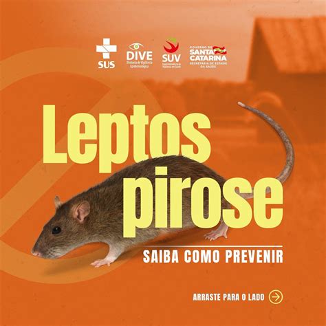 Saiba Como Prevenir A Leptospirose Prefeitura De Praia Grande Sc