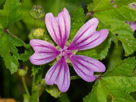 Mallow - A Foraging Guide to Its Food, Medicine and Other Uses