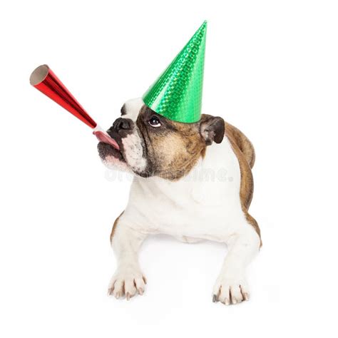 Bulldog Wearing Party Hat Blowing Horn Stock Photo Image Of Humor