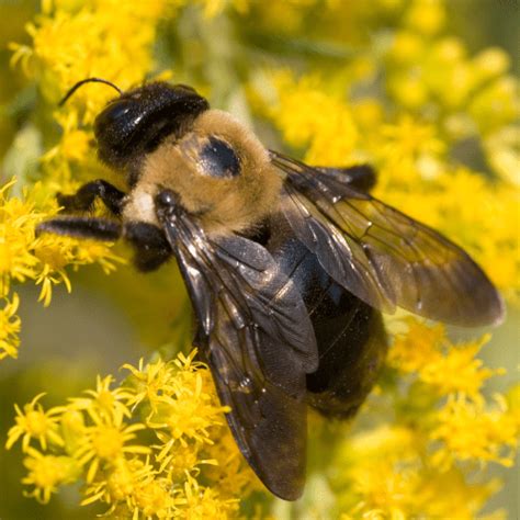 Carpenter Bees Stl Pest Control