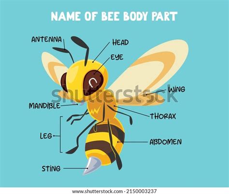 1,248 Bee Body Parts Images, Stock Photos & Vectors | Shutterstock