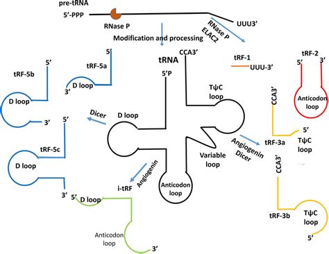 classification  trfs trfs include trf  trf  trf  trf
