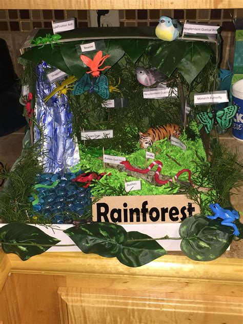 Rainforest Shoebox Ideas Rainforest Animal