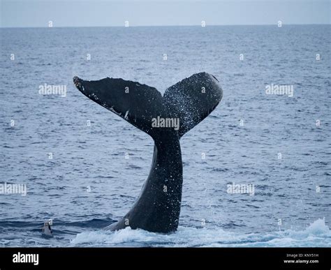 Maui Humpback Whale Tail Slap Stock Photo - Alamy