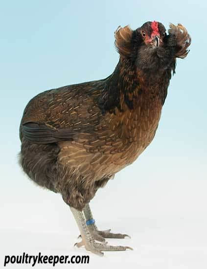 Araucana - Alchetron, The Free Social Encyclopedia