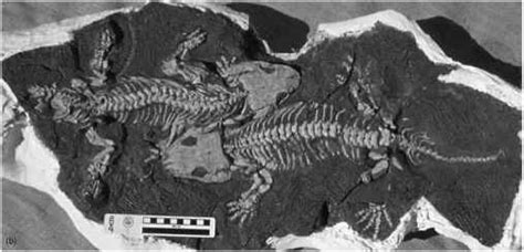 Box Relationships Of Early Amniotes - Amphibians - Fossil Hunters