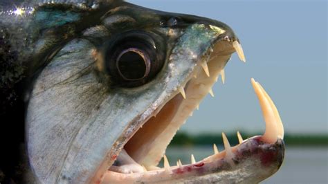 Payara – "OCEAN TREASURES" Memorial Library