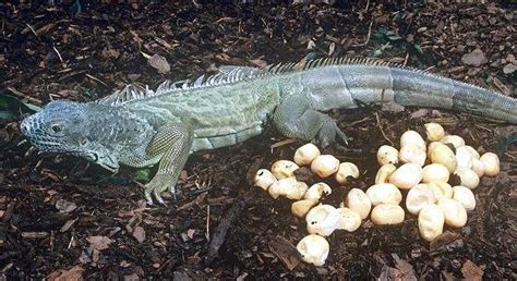 Marine Iguana – "OCEAN TREASURES" Memorial Library