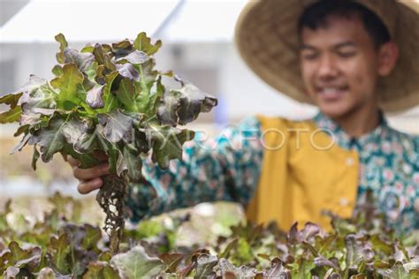 POTENSI USAHA HIDROPONIK DI PESANTREN ANTARA Foto