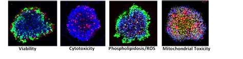 High Content Imaging Screening Sygnature Discovery