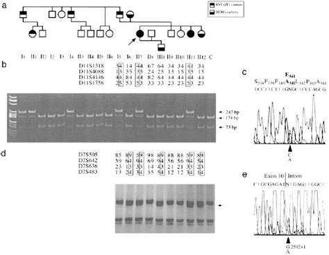 Figure From C Terminal Herg Mutations The Role Of Hypokalemia And A