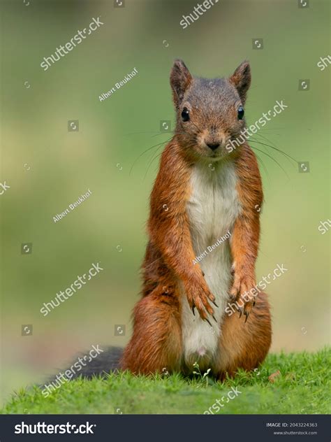 Eurasian Red Squirrel Sciurus Vulgaris Standing Stock Photo 2043224363