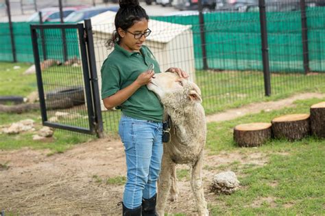 Domestic Sheep - Fossil Rim Wildlife Center