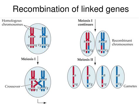 PPT THE CHROMOSOMAL BASIS OF INHERITANCE PowerPoint Presentation