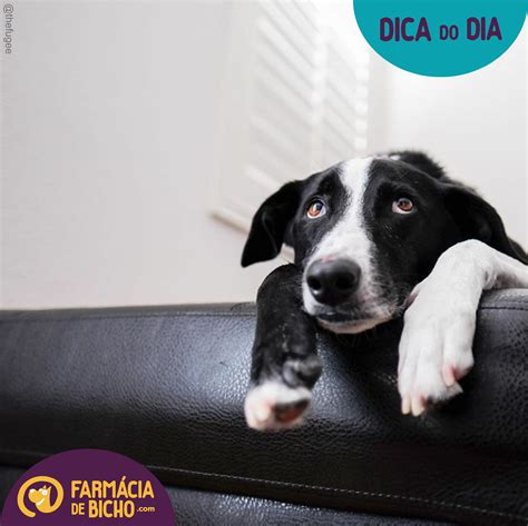 14 sinais que seu pet pode estar doente Blog da Farmácia de Bicho